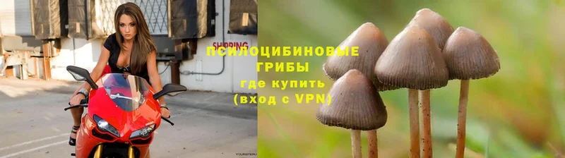 Галлюциногенные грибы Psilocybine cubensis  Гдов 